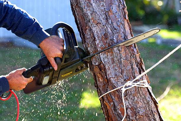 Best Tree Maintenance Programs  in Hawthorne, NY