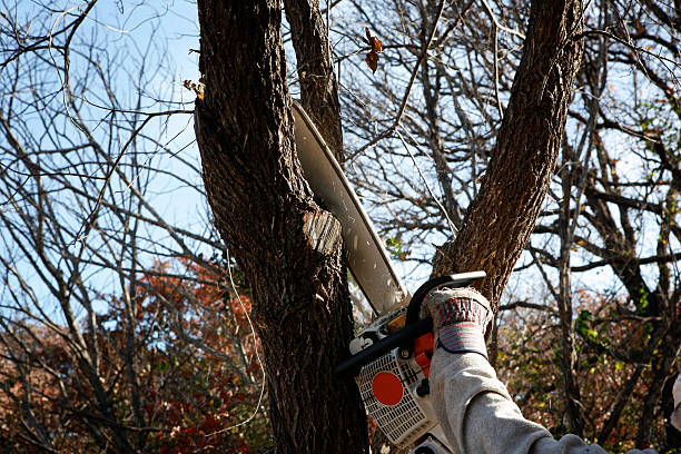 How Our Tree Care Process Works  in  Hawthorne, NY