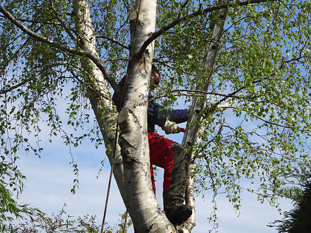 Best Tree Risk Assessment  in Hawthorne, NY